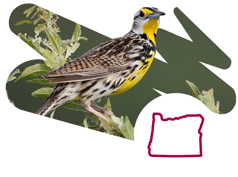 Eastern Meadowlark Perching on Bush with Oregon State Outline